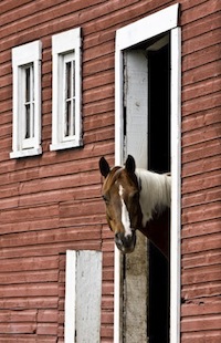 Horse Watching Barn