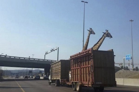 Giraffe in a Truck